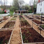 garden boxes in spring