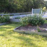 pollinator garden