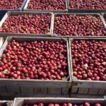 Bauman apples