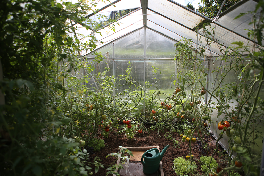 tomatoes in greenhouse