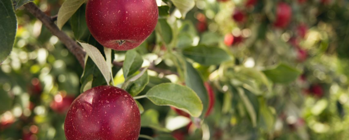 Early Childhood Education Tour Through Ohio Apple Orchard
